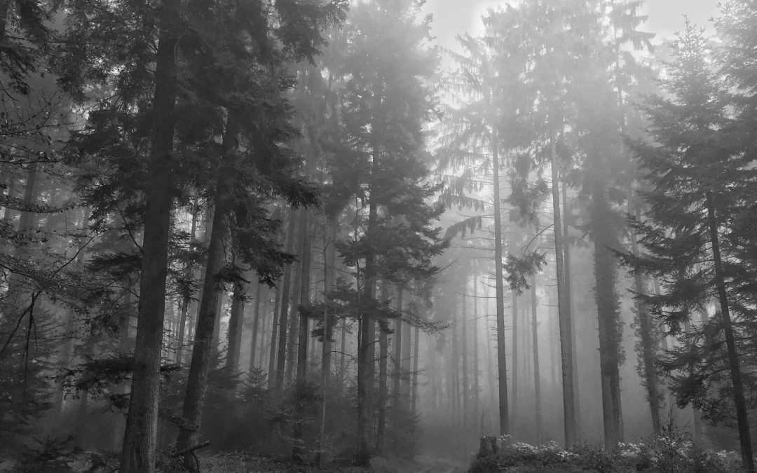 Dziki pod Piotrkowem. Sytuacja jest rozwojowa