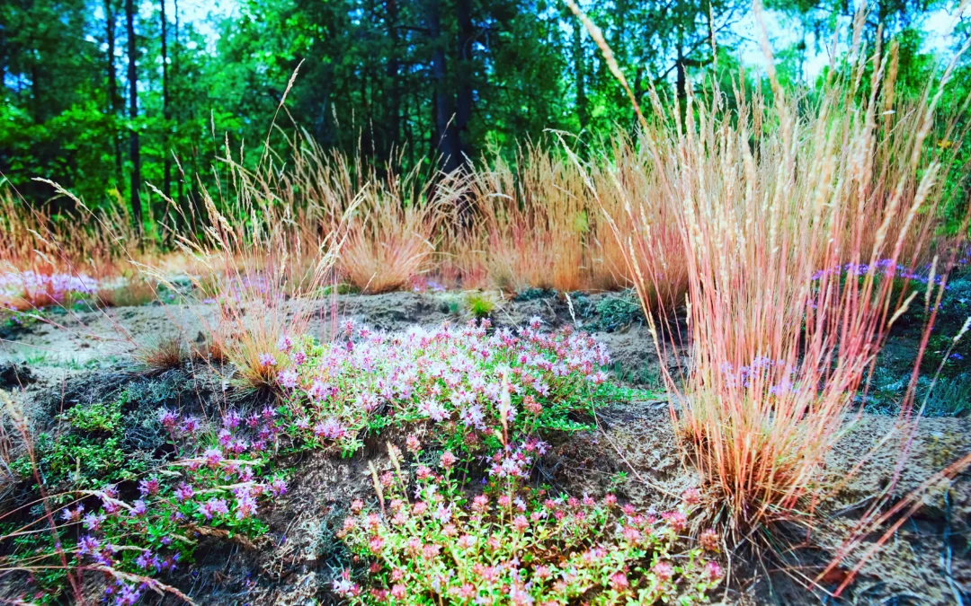 Rola roślinożerców w kształtowaniu krajobrazu – kontekst ekologiczny hodowli