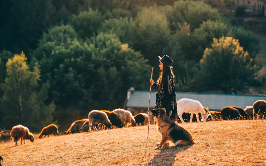 Optymistyczne prognozy dla australijskiej hodowli – raport Rabobank na rok 2026